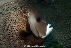 Gray Angelfish on the Big Coral Knoll off the beach in Fo... by Michael Kovach 